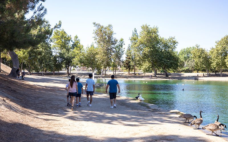 Exploring things to do in Simi Valley? Take a leisurely walk beside a tranquil pond, where ducks and geese glide gracefully under the canopy of lush trees on a sunny day.